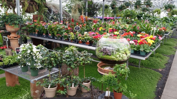 Unique terrariums, topiaries and blooming plants can be found in our Greenhouse, located at 1301 East Mermaid Lane, Wyndmoor, PA, 19038
