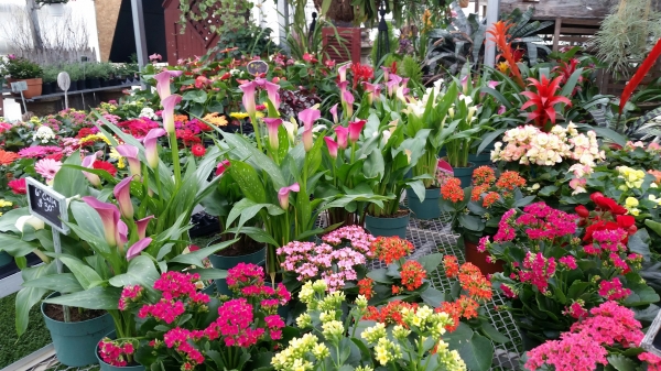 Kalanchoes, Cala Lillies, Bromiliads and more!