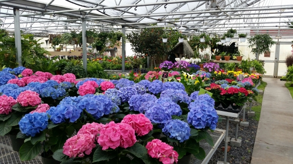 Blue & Pink Hydrangea Plants Welcome Spring