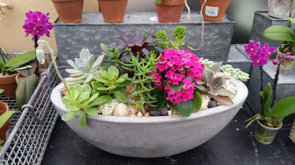Succulent Garden accented with a Hot Pink Kalanchoe
