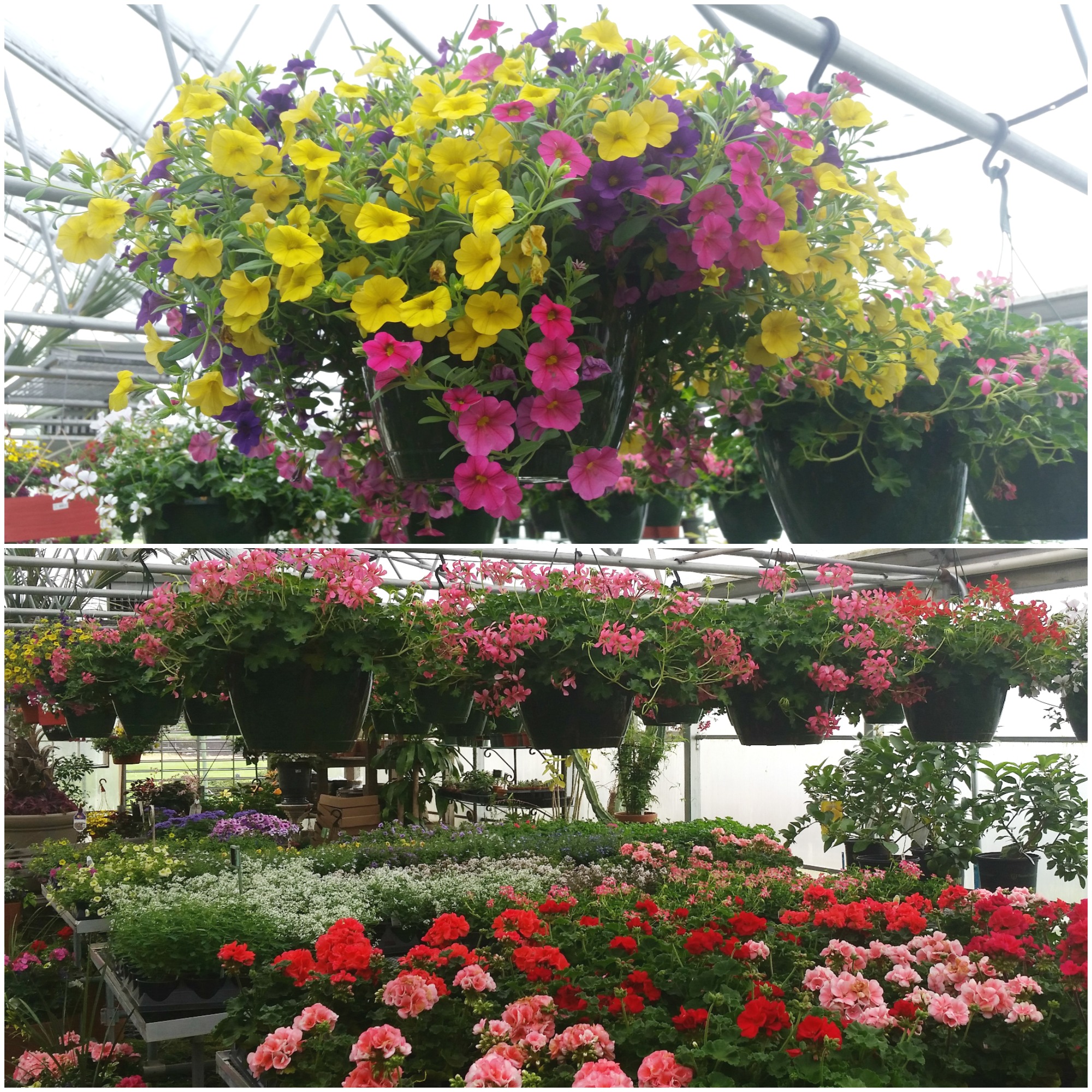 Blooming Plants for Mother's Day Robertson's Flowers