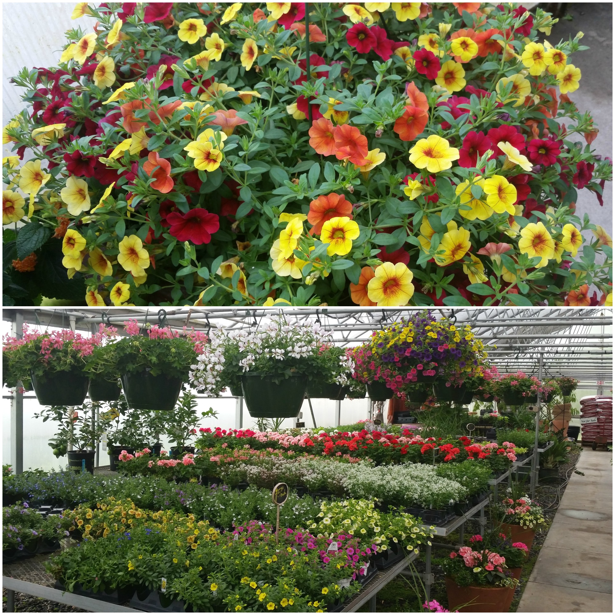 Blooming Plants for Mother's Day Robertson's Flowers