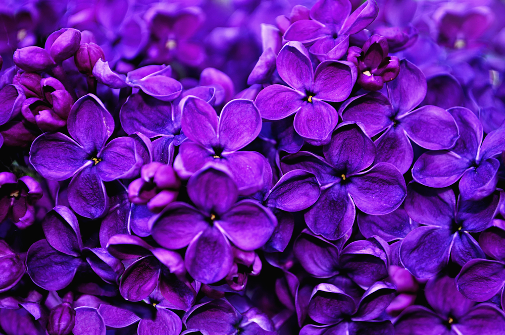 Vivid Violet Is The Color Of #PressForProgress - Robertson's Flowers