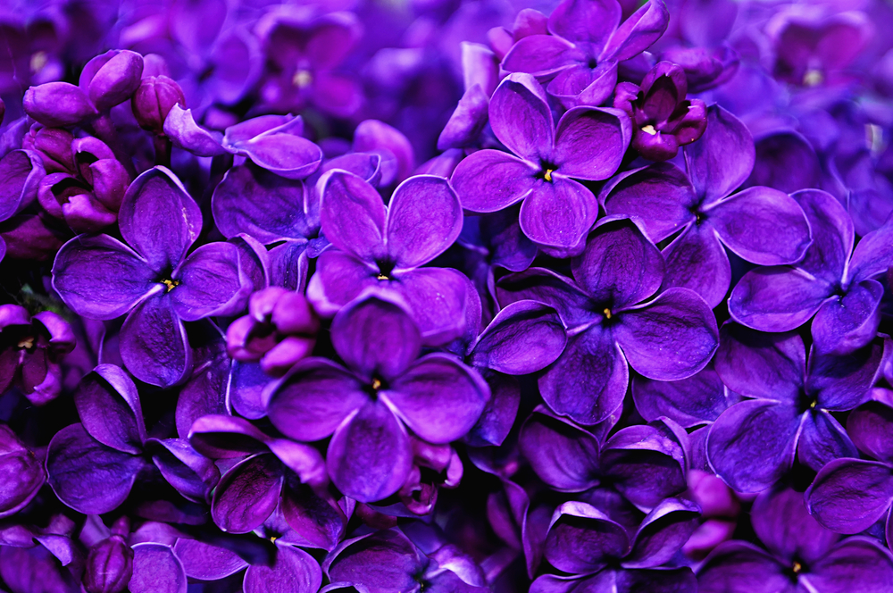 Wallpaper Flower Violet Color