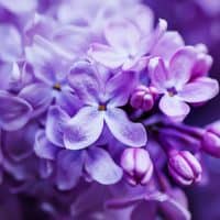purple Lilac