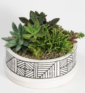 A one-of-a-kind collection of mini succulents planted together in our unique Safaa Bowl