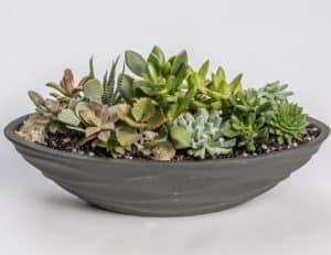 A unique, oblong black ceramic container is filled with a variety of mini succulents (care instructions included).