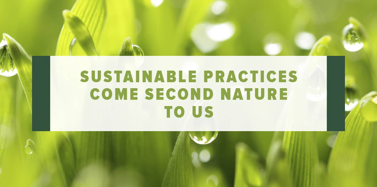 Go Green With Sustainable Flower Delivery Robertson's Flowers