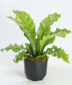 Lovely green plant in brown vase
