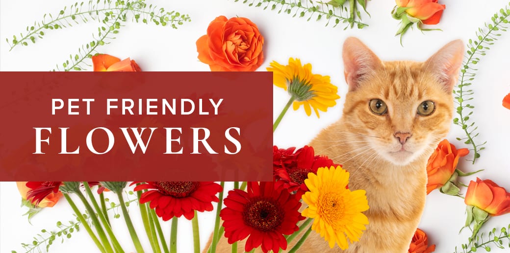 Beautiful PetFriendly Plants & Flowers Robertson's Flowers